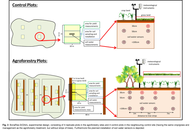 Fig. 3: BonaRes-SIGNAL experimental design, consisting of 4 replicate plots in the agroforestry sites and 4 control plots in the neighbouring control site (having the same crop/grass and management as the agroforestry treatment, but without strips of trees). Furthermore the planned installation of soil water sensors is depicted. 